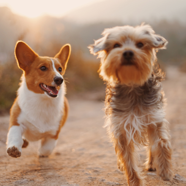 Stimmungsbild zum Thema Hundeauslauf-Service