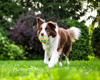 brauner und weißer Hund spielt auf dem Gras mit einem Ball