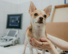 eine Person, die einen Hund beim Arzt hält