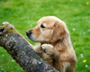 ein Hund, der sich an einen Ast lehnt