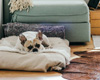 Ein Hund liegt zu Hause in seinem Hundekorb und wartet auf die Rückkehr seines Besitzers von der Arbeit.