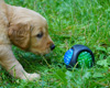 Ein Welpe, der mit einem Ball  spielt