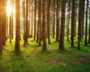 green leafed trees