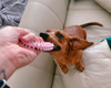 Hund zerrt unkontrolliert an einem Spielzeug.