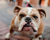Ein braun-weißer Hund, der auf einem Bürgersteig steht