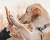 Frau sitzt und spielt mit Hund im Freien
