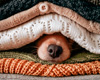 Braun-weisser Hund mit gruner und weisser decke bedeckt