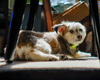 Ein Hund versteckt sich unter einem Tisch
